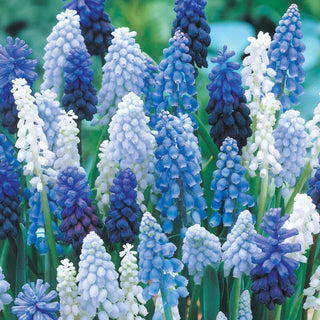 Grape Hyacinth Mixture Seeds